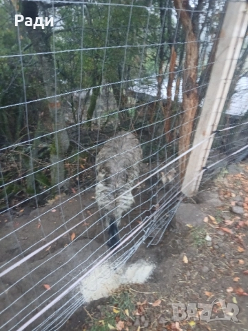 Мъжко ему, снимка 2 - други­ - 51963829