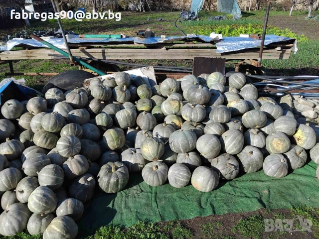 Тикви - дребни 