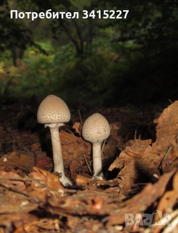 Canon Powershot 620 HS, снимка 8 - Фотоапарати - 53699598