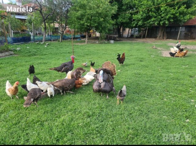 продавам малки пуйчета и пиленца /, снимка 5 - Кокошки и пуйки - 37460526