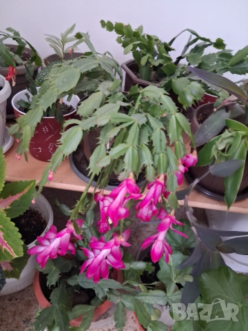 Коледничета - розово/бял цвят, снимка 5 - Стайни растения - 52755025