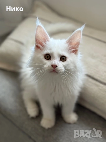 Мейн кун котенца / Мейн куун котенца / Maine coon kittens