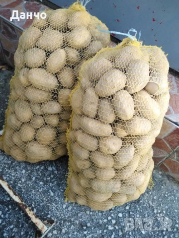 Продавам разсад-ягоди малини лозе алое Вера маруля стари сортовете семена картофи и де, снимка 7 - Разсади - 52299966