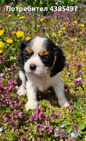 Момче кавалер Кинг Чарлз Шпаньол , снимка 3 - Кавалер кинг чарлз шпаньол - 54208438
