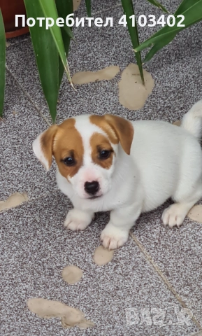 Джак Ръсел териер , снимка 5 - Джак ръсел териер - 52315798