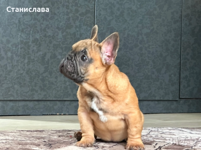 Френски булдог, снимка 3 - Френски булдог - 52930605