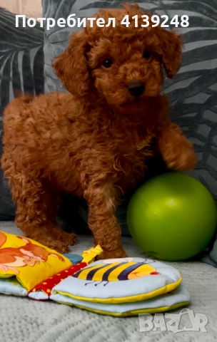 Чистокръвно женско мини пуделче, снимка 5 - Пудели - 52821868