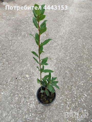 Дафинов лист