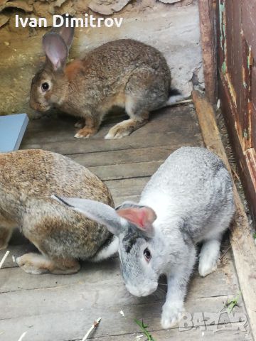 Продавам млади зайци на 4 месеца, снимка 3 - Други - 46383083