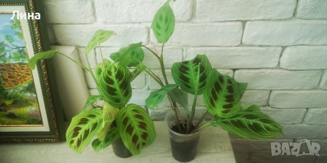 Маранта лайт вейнс/Maranta light veins/, снимка 1 - Стайни растения - 46052156