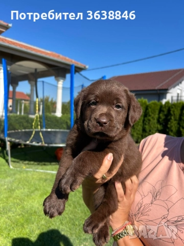 Лабрадор ретривър, снимка 5 - Лабрадор ретривър - 51784779