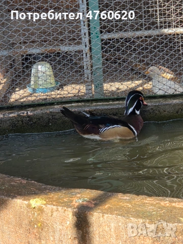 Мъжки патета мандаринки и каролинки, снимка 2 - други­ - 53776573