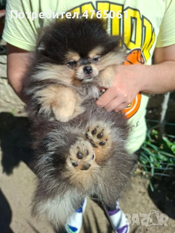 Померан момченце , снимка 4 - Померан - 54245988