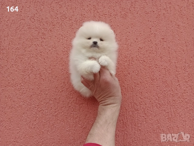 Чисто бели мини Померани. Реални снимки !!! , снимка 8 - Померан - 53904343