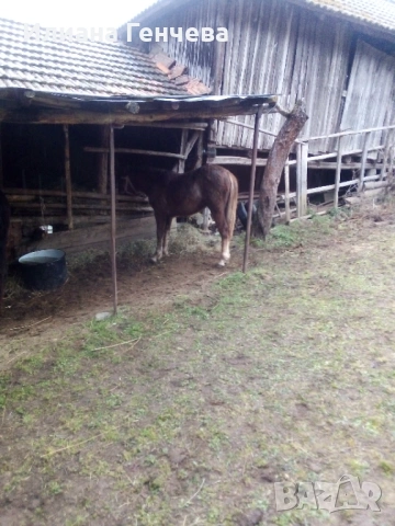 Много са кротки... , снимка 3 - Коне - 53935611