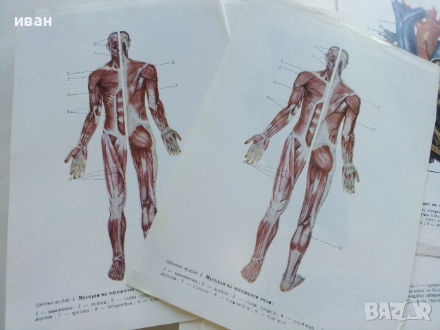 Анатомия и Физиология на Човека - Соломон Илич Галперин - 1979г., снимка 5 - Учебници, учебни тетрадки - 52804375