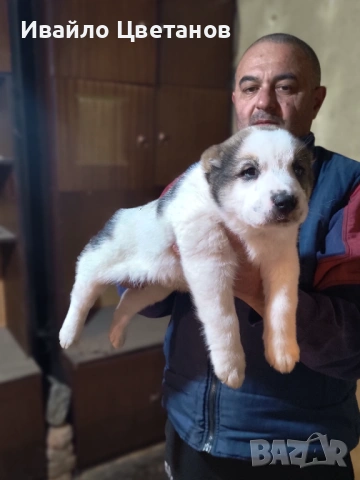 Алабай, снимка 9 - Средноазиатска овчарка - 53174361