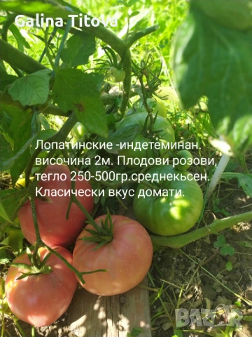 Продавам семена домати 55 сорта, снимка 2 - Сортови семена и луковици - 53097136