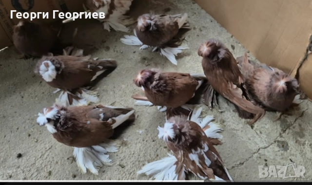 Гълъби бухари , снимка 4 - Гълъби - 52404966