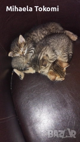 Подарявам котета , снимка 2 - За котки - 52956852