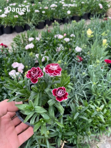 Карамфил и циклама, снимка 5 - Градински цветя и растения - 53939795