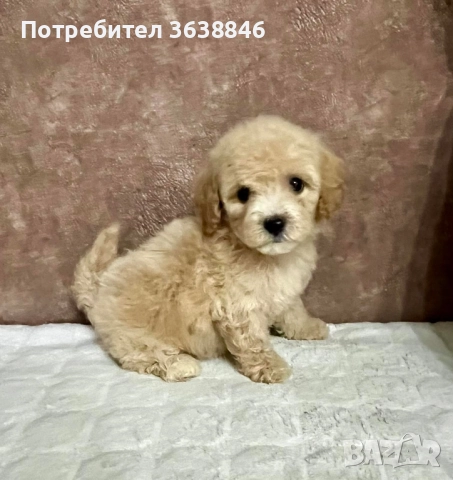 Малтипу, снимка 2 - Други - 51730710