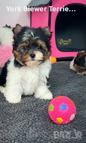 Йоркширски Териер! Малки Сладури с родословие за семейство с деца, снимка 2 - Йоркширски териер - 53423661