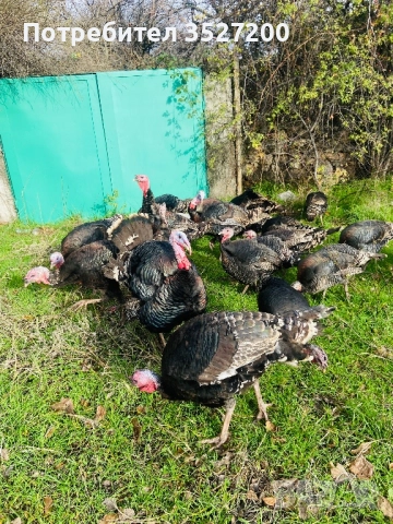  домашни пуйки 