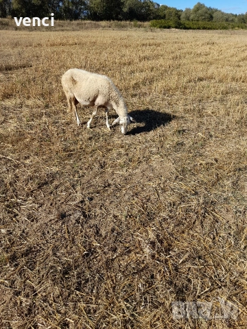 Продавам ялова овца., снимка 3 - Овце - 53481033