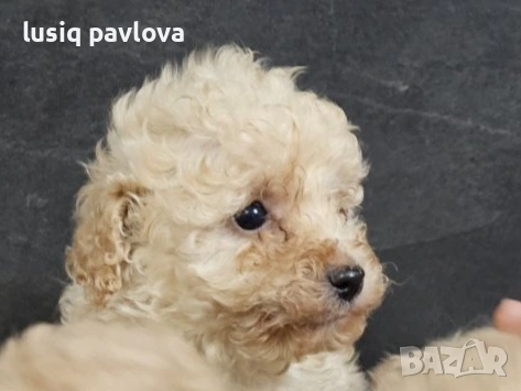 Пудел той, снимка 18 - Пудели - 53214749