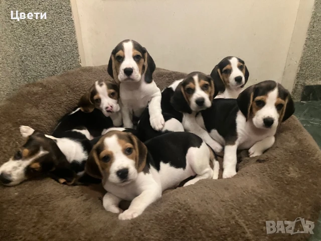 Кучета порода бигъл, малки бигъли, бигълчета, снимка 1
