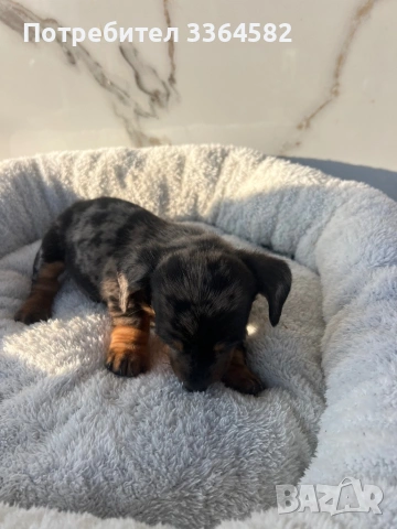 Дакел, снимка 7 - Дакели - 53977935