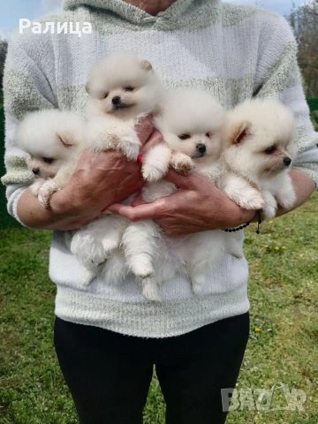 Момчета , снимка 2 - Померан - 54079165