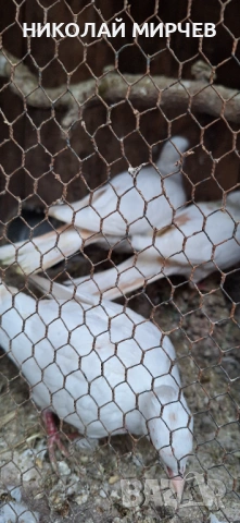 Скумрудки / гугутки/, снимка 4 - други­ - 53133552