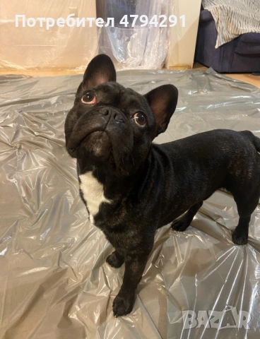 Мъжки Френски булдог търси дама, снимка 3 - Търси партньор - 54169083
