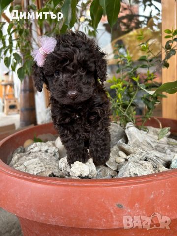 Той пудел Toy poodle , снимка 1 - Пудели - 46065409