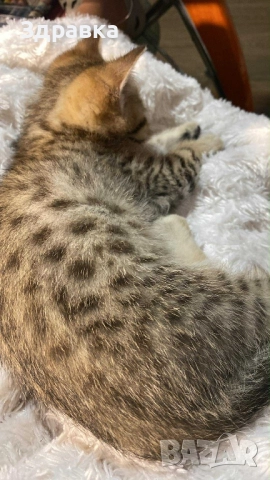 Златно Тикирано Таби момче , снимка 5 - Британска късокосместа - 52573303