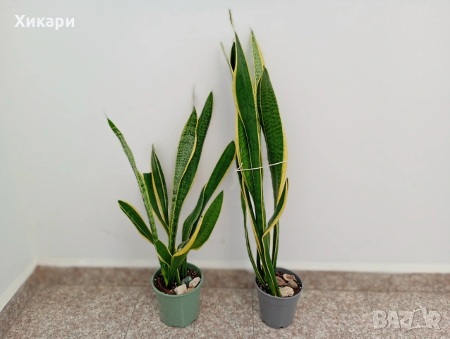 Сансевиера / Sansevieria trifasciata  