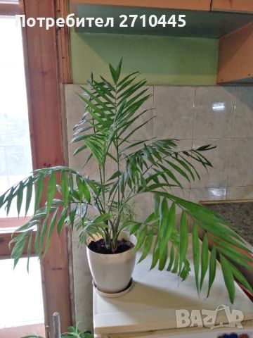 Палма "Хамедорея елеганс" , снимка 2 - Стайни растения - 45154452