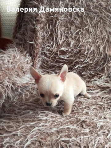 Чихуахуа, снимка 2 - Чихуахуа - 53409879