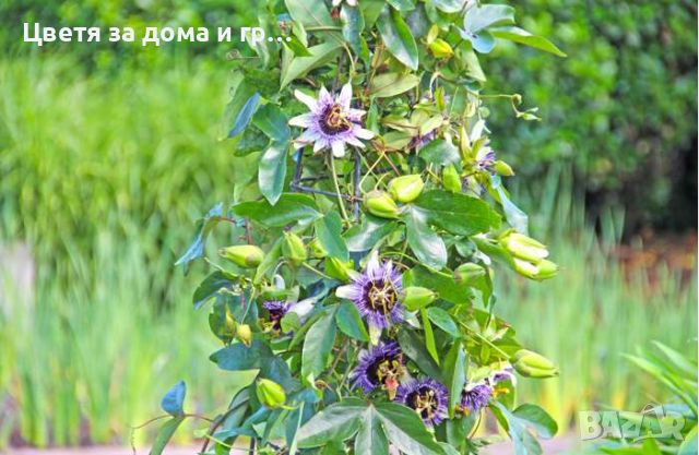 Пасифлора (Passiflora), снимка 5 - Разсади - 46802081