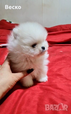 Померан мини мъжко , снимка 2 - Померан - 54110021
