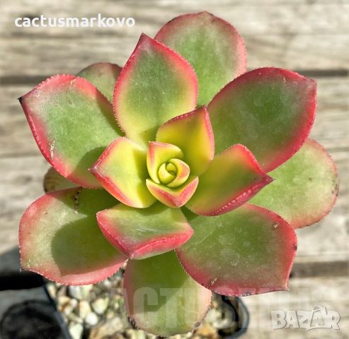 Aeonium ‘Kiwi’, снимка 1 - Стайни растения - 45171888