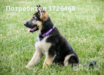 Ще си купя кученце немска овчарка , снимка 1 - Немска овчарка - 45278496