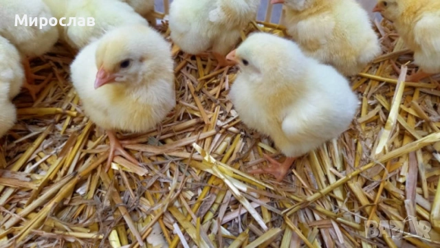 Разплодни яйца от селски кокошки