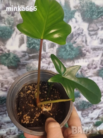 Разкошен филодендрон Флорида