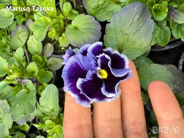 Теменужки къдрави , снимка 6 - Градински цветя и растения - 53818197