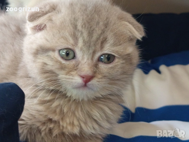 Шотландски клепоухи котенца, снимка 11 - Британска късокосместа - 53632007