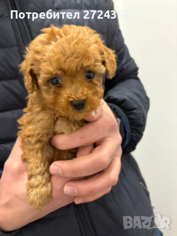 Той Пудел Ред Априкот, снимка 9 - Пудели - 53471351