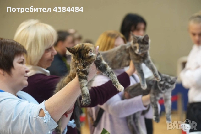 Котенца мейн куун, снимка 11 - Мейн кун - 54137626